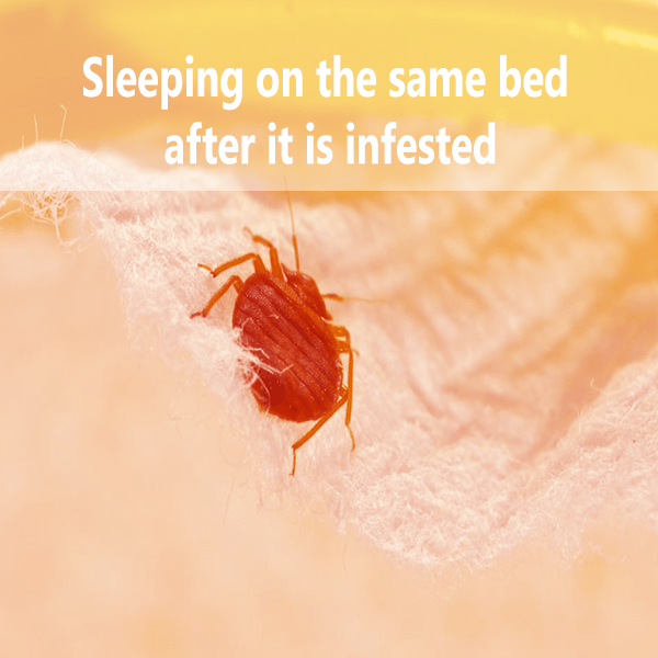 bed-bug-on-bed-sadguru-pest-control