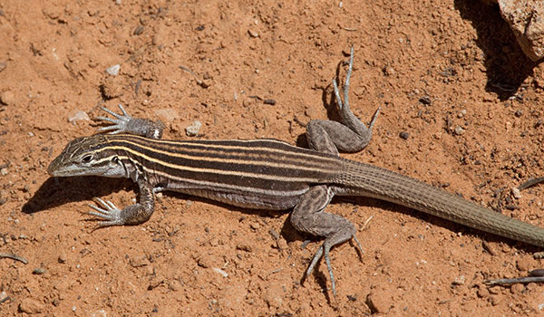 pest control for lizards and spiders