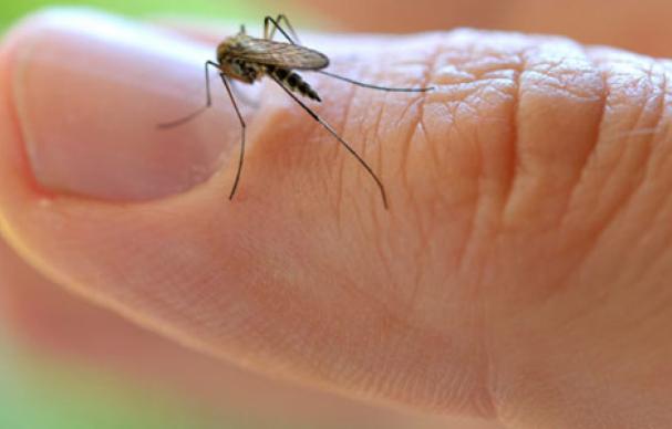 mosquito-control - sadguru pest control